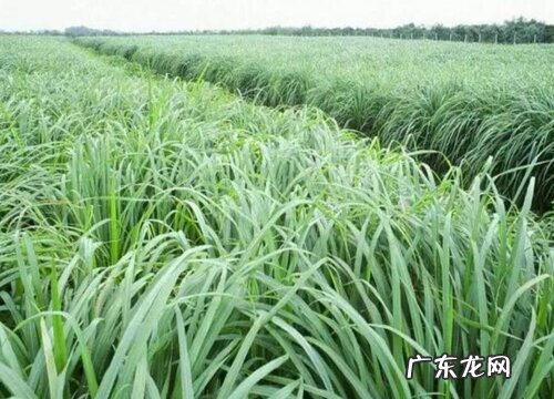 喜事草又叫什么草