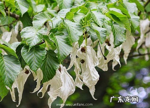 珙桐是低等植物吗