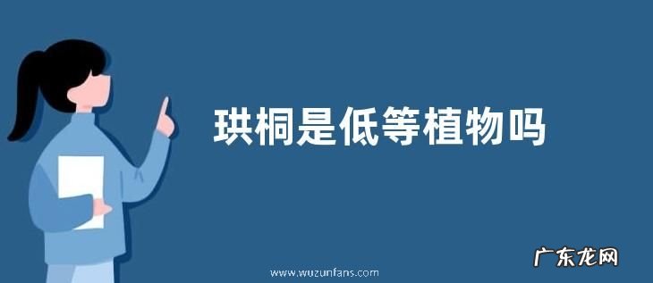珙桐是低等植物吗