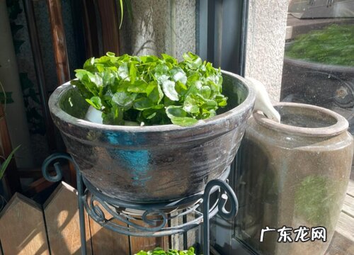 铜钱草又叫什么草