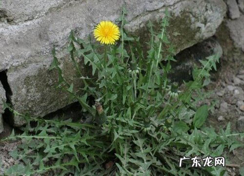 蒲公英有多少品种