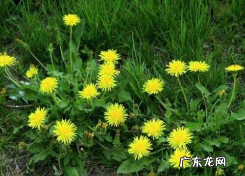 蒲公英有多少品种