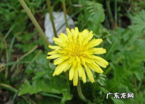 蒲公英有多少品种