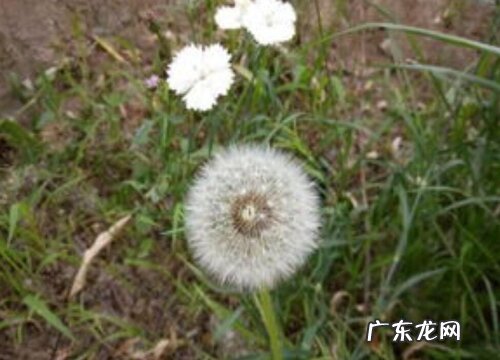 蒲公英有多少品种