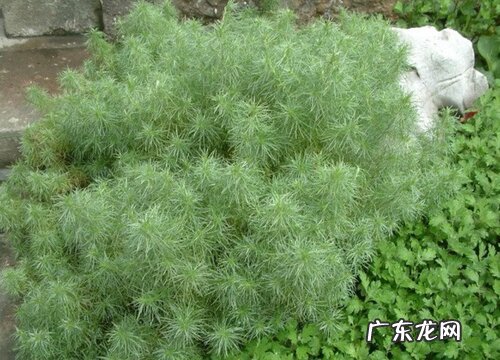 朝雾草耐寒吗