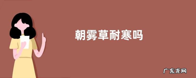 朝雾草耐寒吗