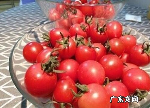 西红柿有多少品种