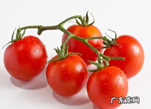 西红柿有多少品种
