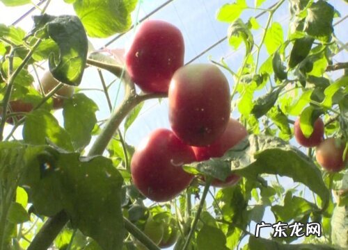 西红柿有多少品种