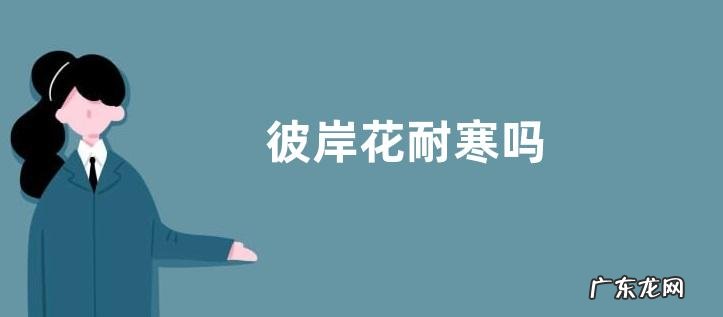 彼岸花耐寒吗