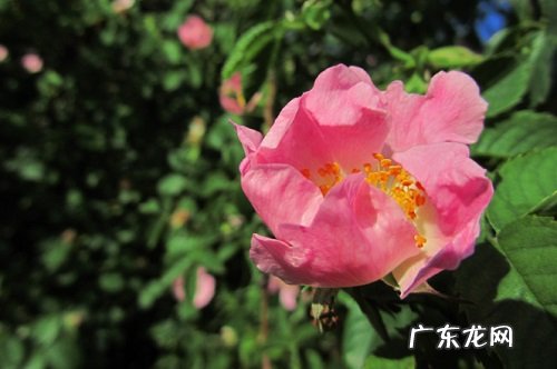 玫瑰栽种方法和注意事项