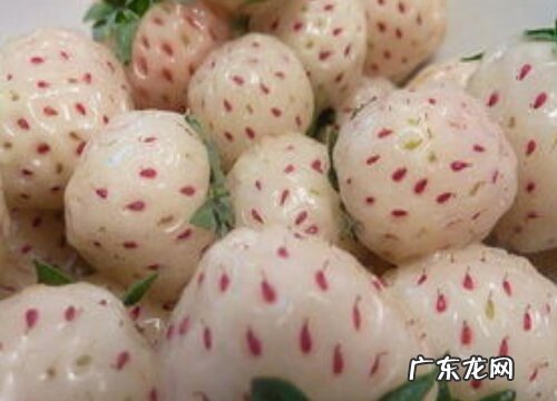 草莓有多少品种