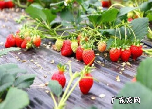 草莓有多少品种