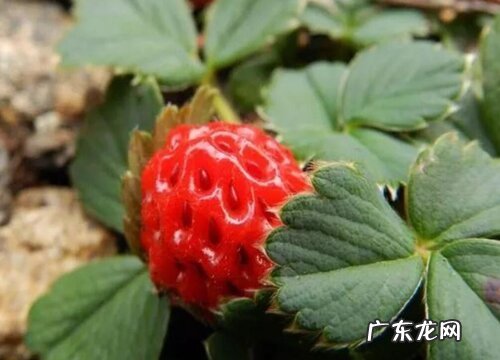 草莓有多少品种