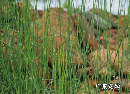 钻骨草又叫什么名称