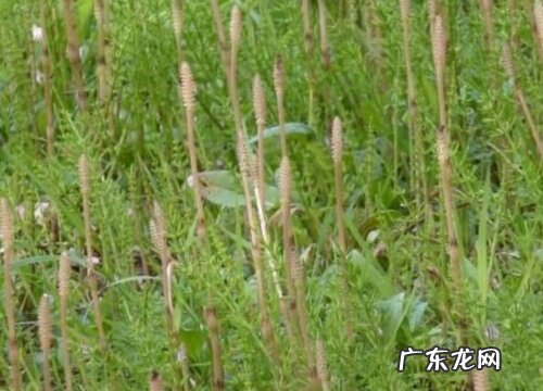 钻骨草又叫什么名称