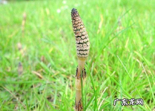 钻骨草又叫什么名称