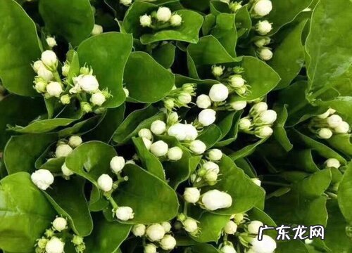 开花好看的花卉有哪些