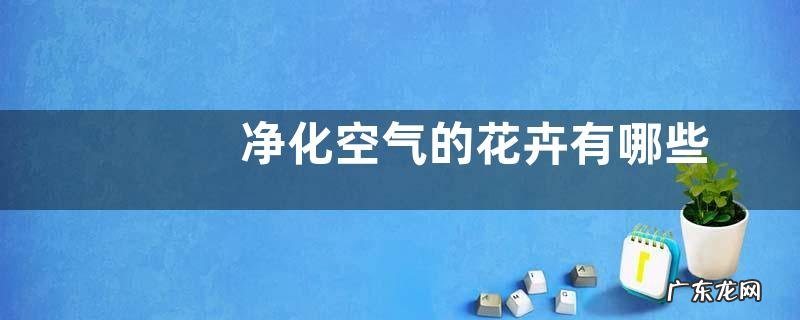 净化空气的花卉有哪些