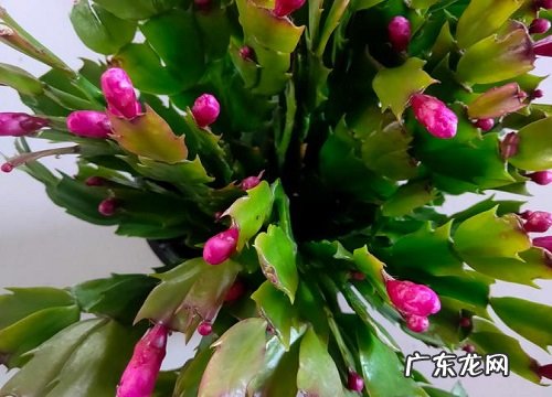 净化空气的花卉有哪些