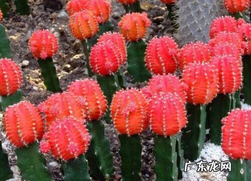 净化空气的花卉有哪些