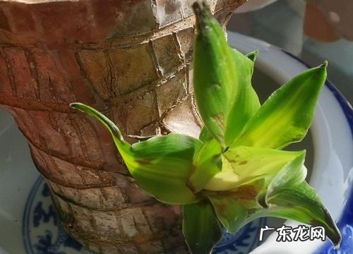 家里适合养的花卉有哪些