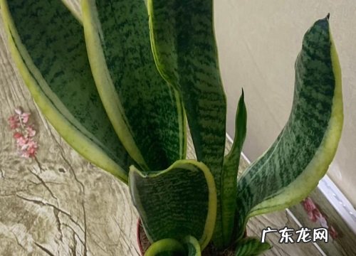 家里适合养的花卉有哪些