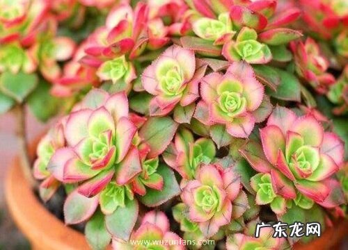 多肉法师有多少品种