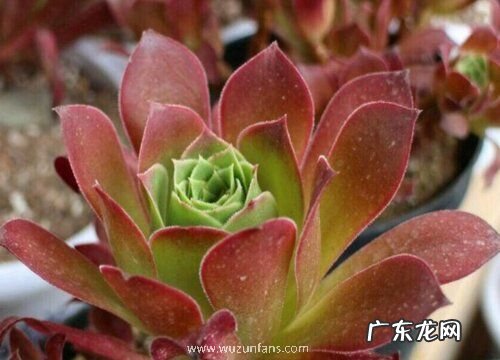 多肉法师有多少品种