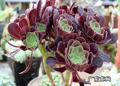 多肉法师有多少品种