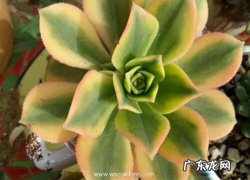 多肉法师有多少品种