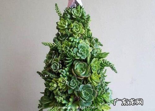 多肉法师有多少品种