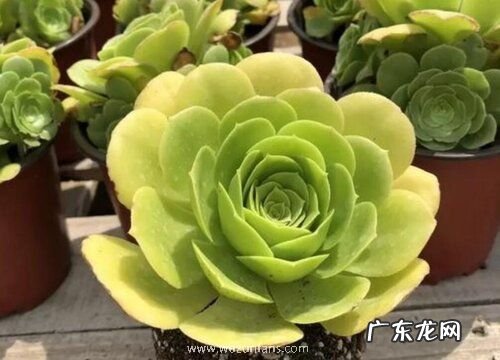 多肉法师有多少品种