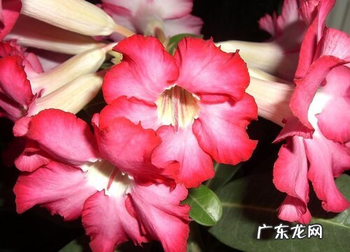 最好养的花卉有哪些