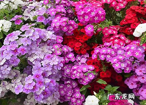 耐寒好养的花卉有哪些