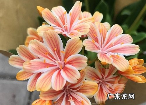 耐寒好养的花卉有哪些