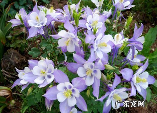 耐寒好养的花卉有哪些