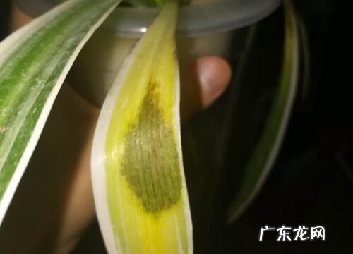 吊兰叶子烂了怎么办