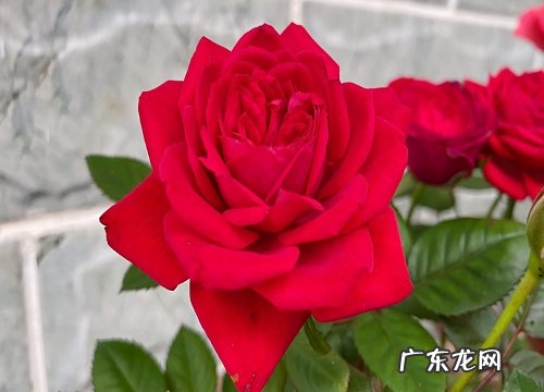 路边花坛的植物有哪些