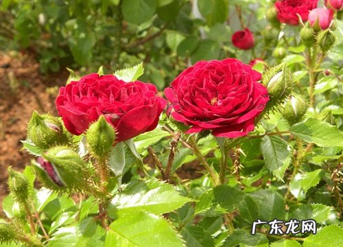 路边花坛的植物有哪些