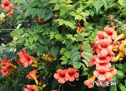 路边花坛的植物有哪些