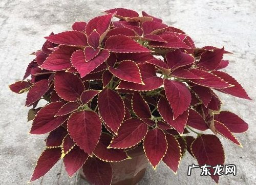 路边花坛的植物有哪些