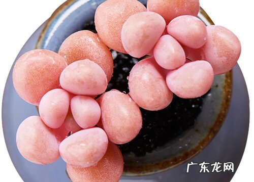 多肉艾伦怎么养护方法