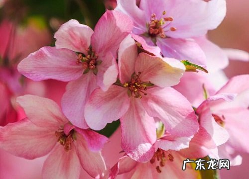 喜欢酸性土壤的花卉有哪些