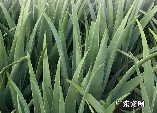 芦荟耐多少度低温