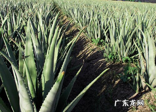 芦荟耐多少度低温