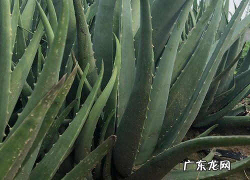 芦荟耐多少度低温