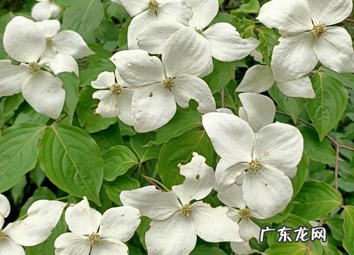 庭院耐阴的花卉有哪些