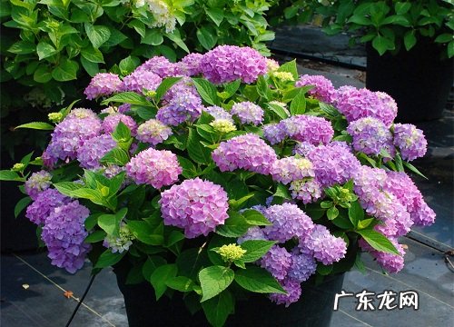 庭院耐阴的花卉有哪些