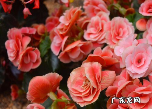 庭院耐阴的花卉有哪些